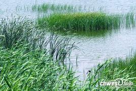 国产芦苇荡拍照在线观看,国产摄影作品线上展映