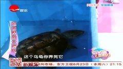 国产鳄龟凶猛吗视频在线,在线视频揭示其惊人战斗力