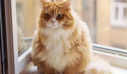 猫与狗国产片在线观看